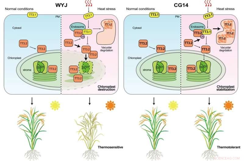 New Gene Interaction Boosts Rice Heat Tolerance, Promising Climate-Resilient Yields