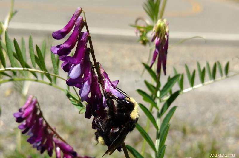California s Western Bumble Bees Vanish in Latest Census, Prompting Conservation Action