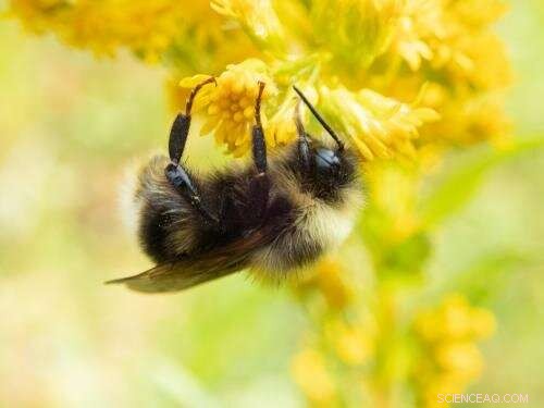 California s Western Bumble Bees Vanish in Latest Census, Prompting Conservation Action