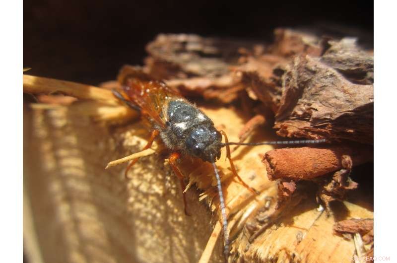 Sirex Wasp: Invasive Threat to North America, Natural Defenses Keep Spread in Check