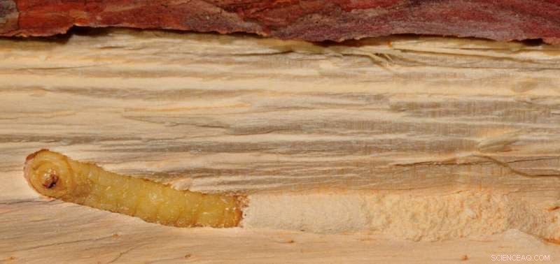 Sirex Wasp: Invasive Threat to North America, Natural Defenses Keep Spread in Check