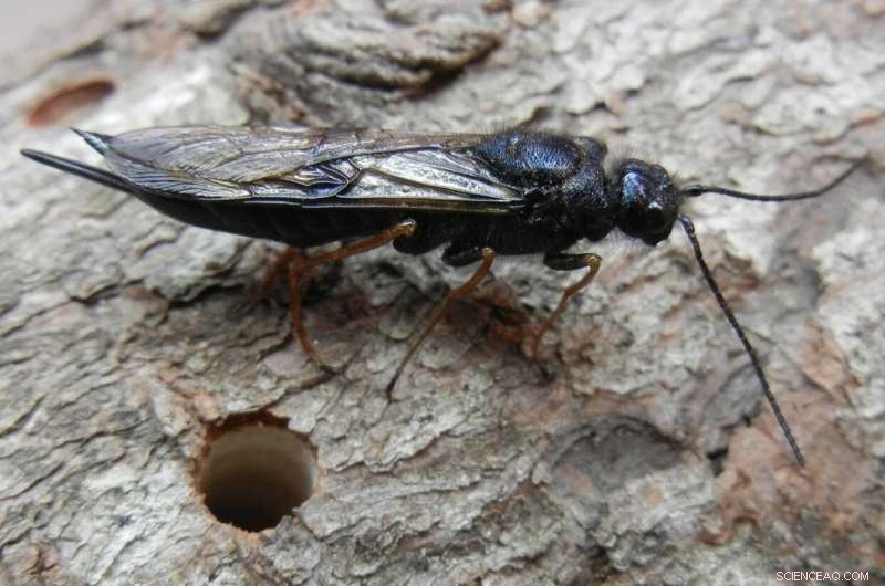 Sirex Wasp: Invasive Threat to North America, Natural Defenses Keep Spread in Check