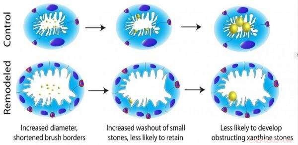 Fruit Fly Stem Cells Remodel in Response to Kidney Stones, Offering New Insights into Renal Health