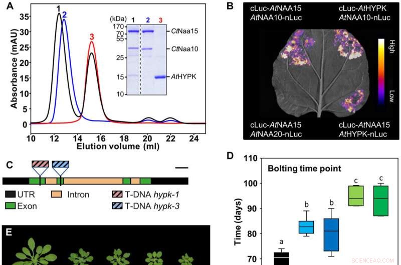 Scientists Discover AtHYPK, a Protein That Regulates Lifespan and Stress Resistance in Plants