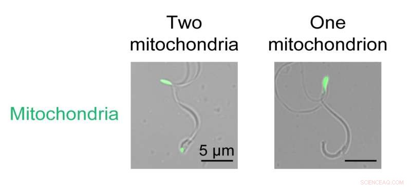 Mitochondrial Remodeling and Autophagic Clearance in Plant Spermiogenesis