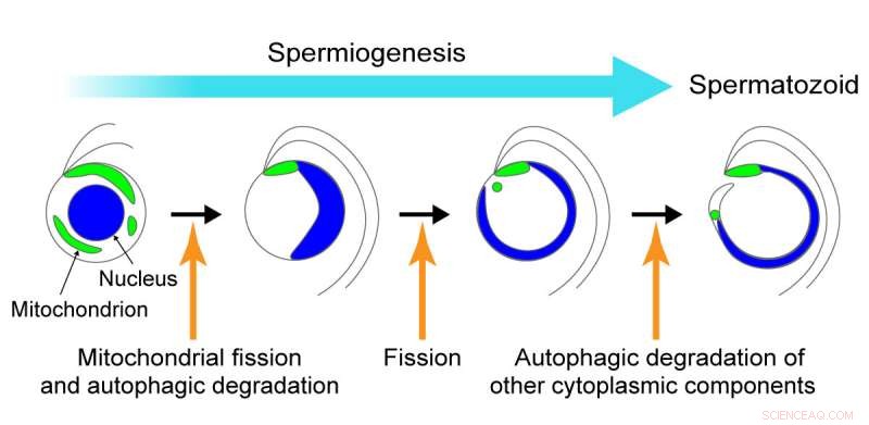 Mitochondrial Remodeling and Autophagic Clearance in Plant Spermiogenesis