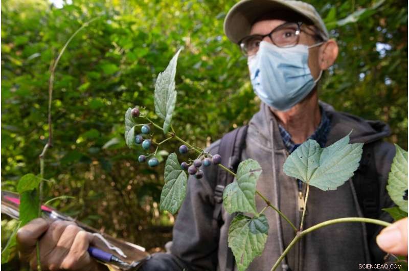 Invasive Plants Threaten Ohio Forests: New Study Reveals Rapid Spread