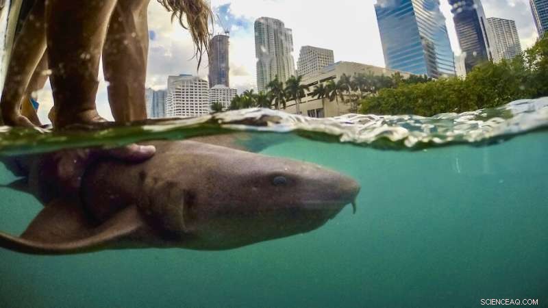 New Study Reveals Sharks Live Closer to Miami Than Expected