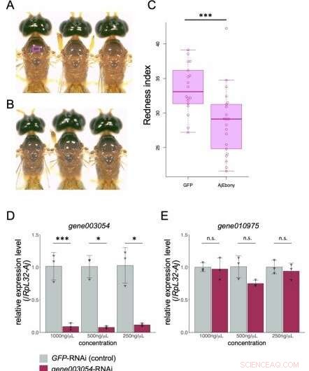 Harnessing Parasitic Wasps to Protect Fruit Crops: The Role of Asobara japonica