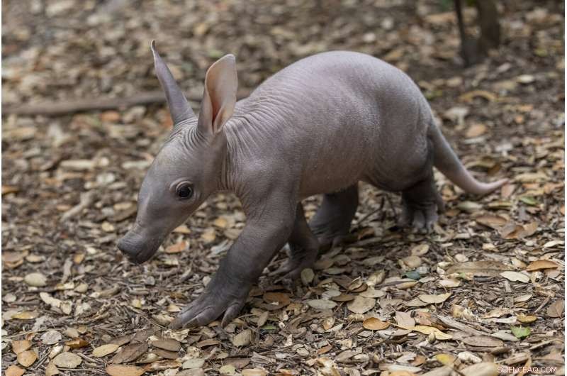 San Diego Zoo Celebrates First Aardvark Birth in Over 35 Years