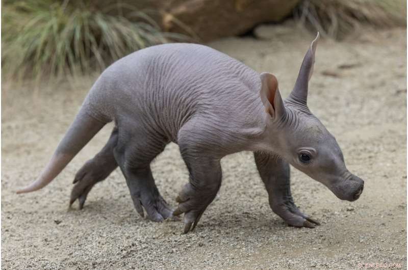 San Diego Zoo Celebrates First Aardvark Birth in Over 35 Years