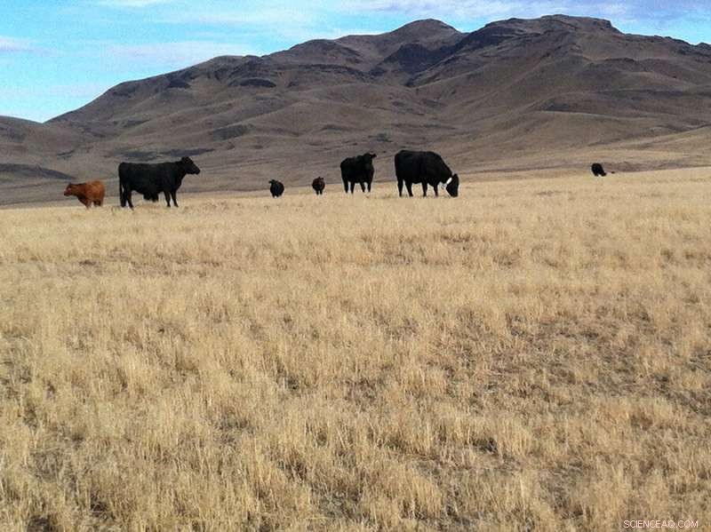 Targeted Off-Season Cattle Grazing Cuts Fire Risk from Invasive Cheatgrass