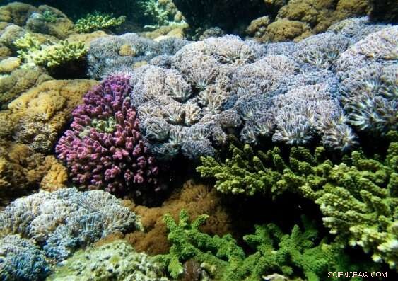 Soft Corals Resilient to Heat-Triggered Bleaching, Outperforming Reef-Building Corals