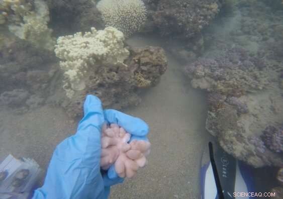 Soft Corals Resilient to Heat-Triggered Bleaching, Outperforming Reef-Building Corals