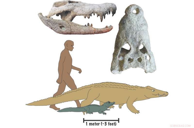 New Giant Crocodile Species Predated Human Ancestors, Revealed by Iowa Researchers
