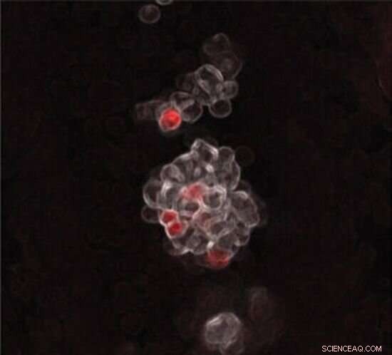 Groundbreaking Study Reveals New Origins of Blood Formation