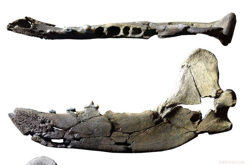 Scientists Identify 36-Million-Year-Old Bear-Dog Predator from Pyrenees