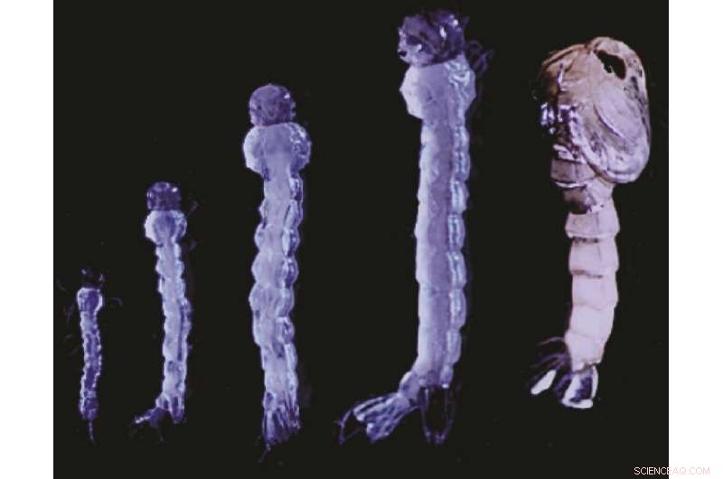 Groundbreaking Genetic Breakthrough Promises to Eradicate Disease-Carrying Mosquitoes