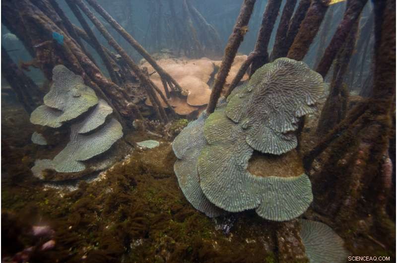 New Global Classification System Reveals Mangrove‑Coral Co‑Habitat Diversity