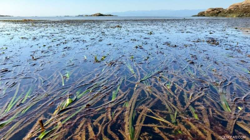 AI Reveals Eelgrass Vulnerability to Climate Warming and Disease