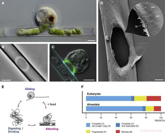 Protists’ Strategies for Breaching Algal Cell Walls