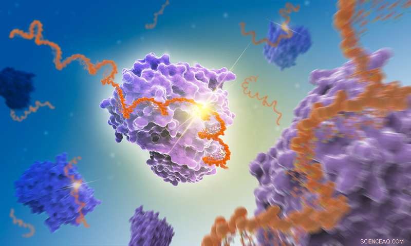 RNA’s Emerging Role in Cell Differentiation Revealed by ENO1 Interaction
