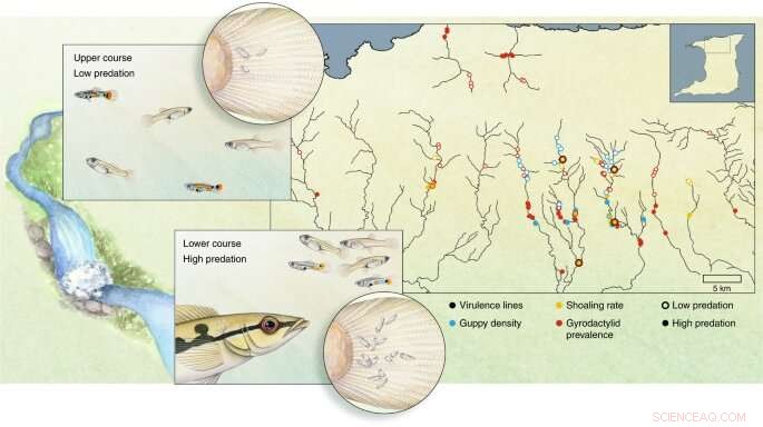 Guppies: Group Living Protects from Predators but Increases Disease Risk