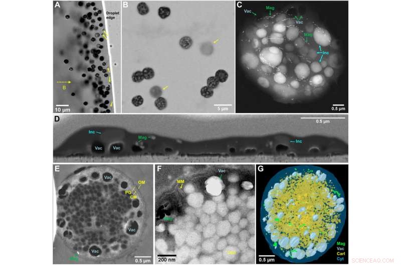 Scientists Uncover Intracellular Biosilicification in Prokaryotic Cells