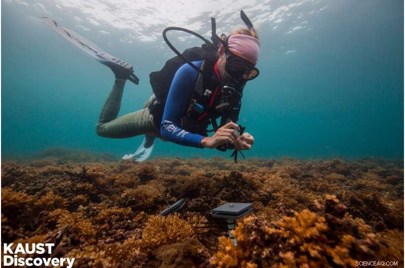 Measuring Coral Reef Health: A Tile‑by‑Tile Calcium Carbonate Blueprint