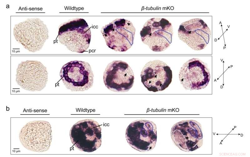 Advanced CRISPR Gene‑Editing Method Boosts Oyster Aquaculture