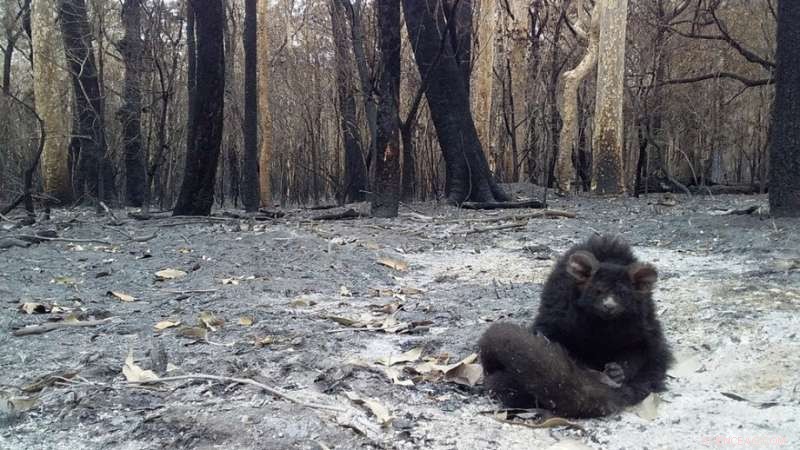 Advanced Nest Boxes Aid Greater Glider Recovery After Australian Bushfires