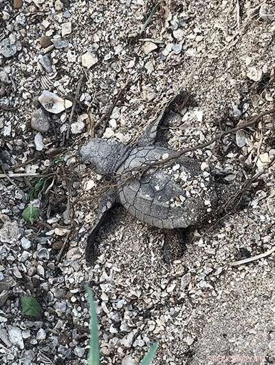 Historic Milestone: Kemp s Ridley Sea Turtles Hatch on Texas Beach