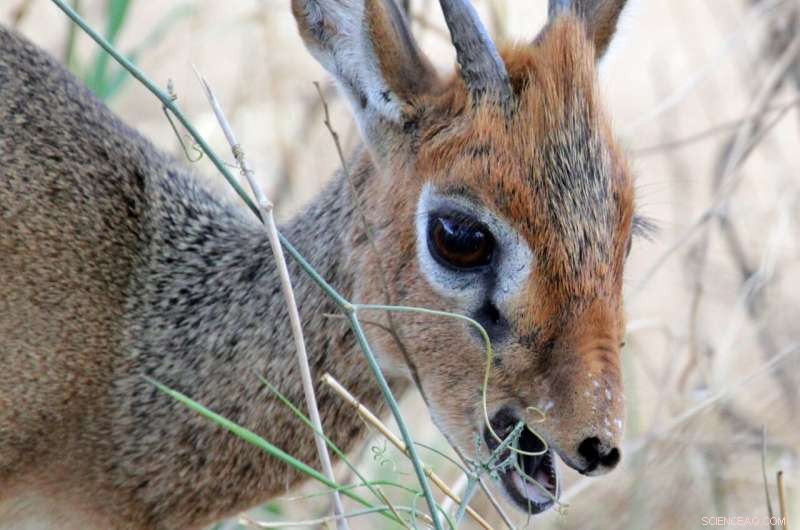 New Study Reveals How People, Food, and Water Shape Large Herbivore Distribution in East African Savannas