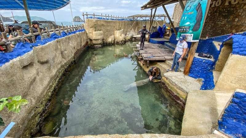 24/7 Rescue and Rehabilitation of Orphaned Manatee in Colombian Swamp
