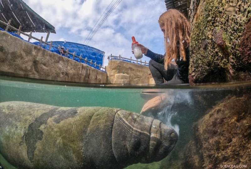 24/7 Rescue and Rehabilitation of Orphaned Manatee in Colombian Swamp