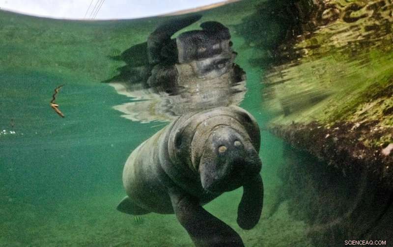 24/7 Rescue and Rehabilitation of Orphaned Manatee in Colombian Swamp