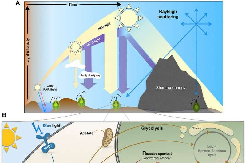 Protective Cloak Shields Plants from Self-Harm Under Intense Light