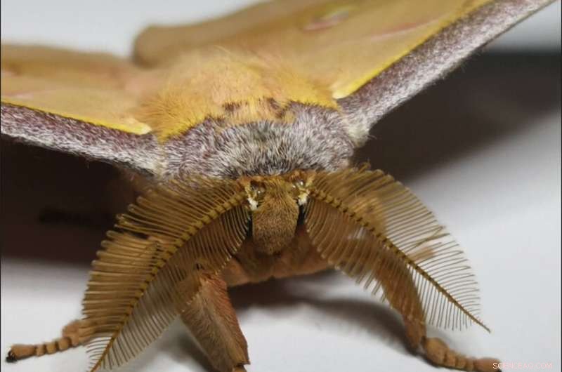 Moth Wing Scales Inspire Breakthrough Sound‑Absorbing Wallpaper