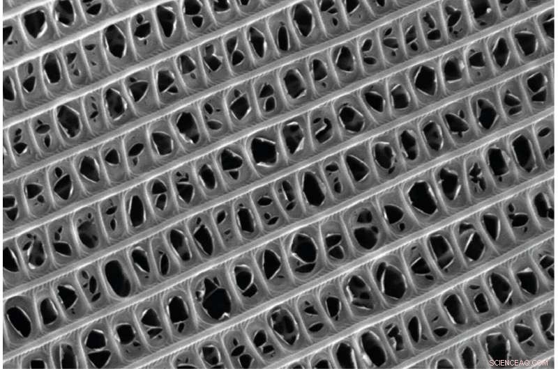 Moth Wing Scales Inspire Breakthrough Sound‑Absorbing Wallpaper