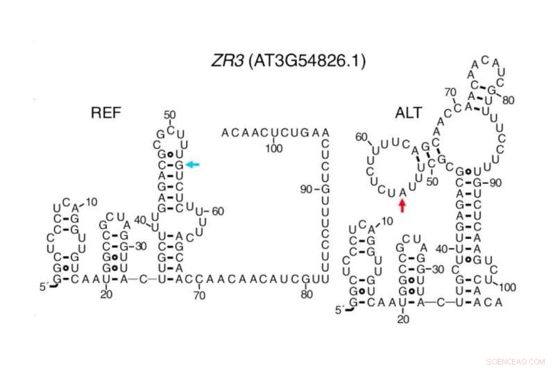 Climate-Linked Genetic Switches in Plants Reveal Adaptive RNA Mechanisms