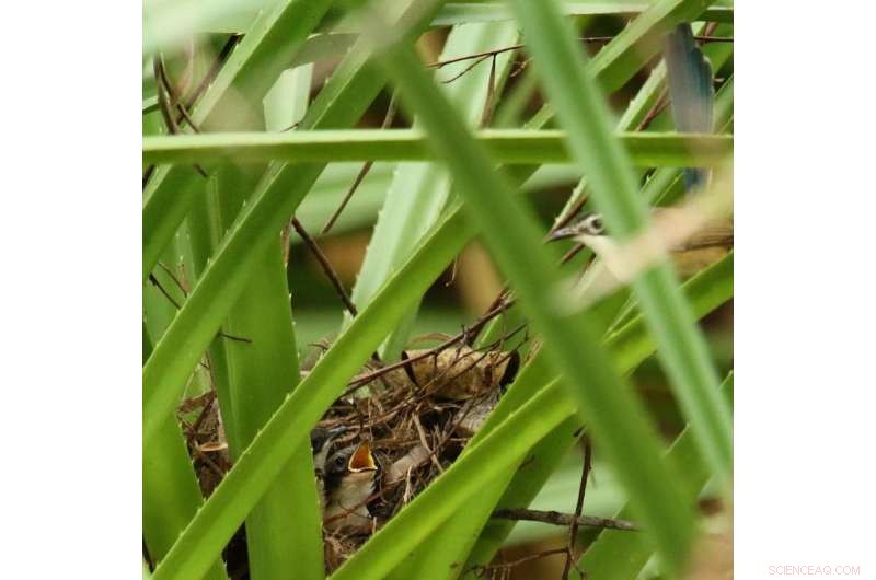 Rising Temperatures Compromise DNA Integrity in Endangered Songbirds
