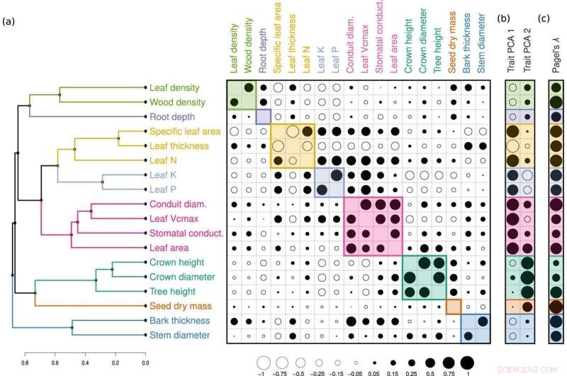 Tree Species Adaptation to Climate Change: Insights from Trait Correlations