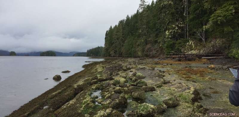 New Fossil Plant Reveals Surprising Diversity of Early Cretaceous Non‑Flowering Species