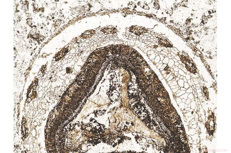 New Fossil Plant Reveals Surprising Diversity of Early Cretaceous Non‑Flowering Species