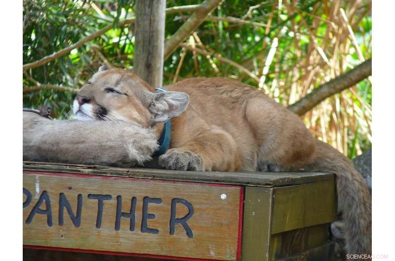 Florida Panthers Confirmed as Leading Predator of White-Tailed Deer in Southwest Florida