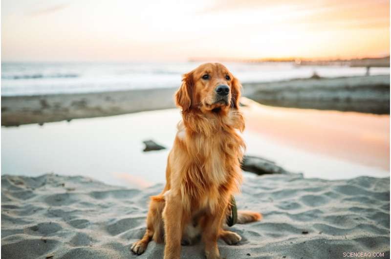 Golden Retriever Lifetime Study Publishes Decade-Long Findings in New PLOS ONE Paper