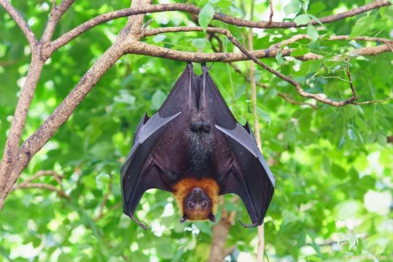 Exploring Bat Biology: Unveiling the Secrets of These Mysterious Mammals