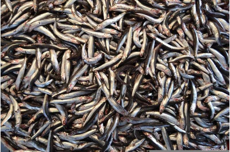 Peer‑Reviewed Study Confirms Catalonian Anchovies Are Healthy and Parasite‑Free