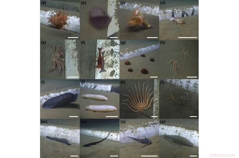 Deep‑Water Pipeline Installation Suddenly Enhances Seafloor Biodiversity