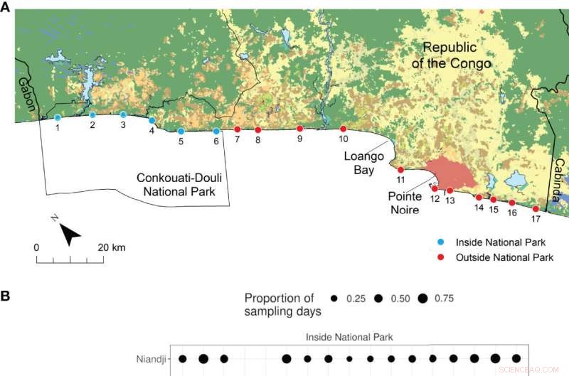 Sea Turtle Conservation Success Unveiled: Comprehensive 17-Year Study Confirms Positive Outcomes